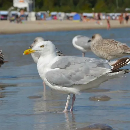 Strandvilla Waldhaus *