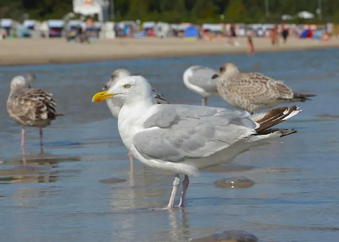 Strandvilla Waldhaus *